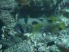 113 - Dive6-1 Shadow Reef