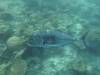200 - Dive6-4 Nudi Rock
