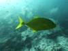 201 - Dive6-4 Nudi Rock