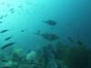 202 - Dive6-4 Nudi Rock