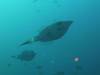 203 - Dive6-4 Nudi Rock