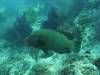 206 - Dive6-4 Nudi Rock