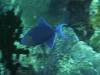 208 - Dive6-4 Nudi Rock