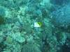 211 - Dive6-4 Nudi Rock