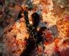 214 - Dive6-4 Nudi Rock