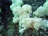 217 - Dive6-4 Nudi Rock