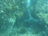 118 - Dive7-1 Four Kings