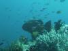 121 - Dive7-3 Wedding Cake