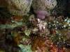 109 - Dive7-4N Dunia Kecili