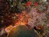 112 - Dive7-4N Dunia Kecili