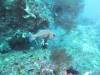 102 - Dive8-1 Anti Chovy