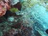 145 - Dive8-1 Anti Chovy