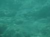 117 - Dive8-2 Goa Farondi