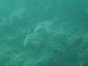 118 - Dive8-2 Goa Farondi