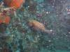 120 - Dive8-2 Goa Farondi