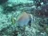 123 - Dive8-2 Goa Farondi