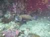 125 - Dive8-2 Goa Farondi