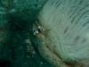 142 - Dive8-2 Goa Farondi
