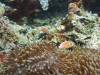 151 - Dive8-2 Goa Farondi