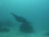 102 - Dive9-1 Manta Sandy