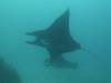103 - Dive9-1 Manta Sandy