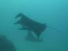 104 - Dive9-1 Manta Sandy
