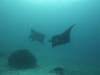 107 - Dive9-1 Manta Sandy
