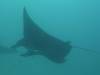 109 - Dive9-1 Manta Sandy