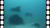 112 - Dive9-1 Manta Sandy