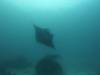 113 - Dive9-1 Manta Sandy