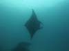 114 - Dive9-1 Manta Sandy