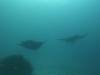 115 - Dive9-1 Manta Sandy