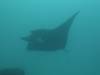 116 - Dive9-1 Manta Sandy