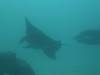119 - Dive9-1 Manta Sandy