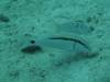 126 - Dive9-1 Manta Sandy