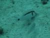 127 - Dive9-1 Manta Sandy