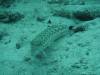 128 - Dive9-1 Manta Sandy