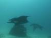 130 - Dive9-1 Manta Sandy