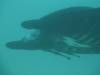 131 - Dive9-1 Manta Sandy