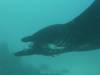 132 - Dive9-1 Manta Sandy