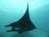 134 - Dive9-1 Manta Sandy