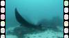 139 - Dive9-1 Manta Sandy