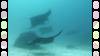 142 - Dive9-1 Manta Sandy