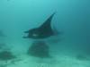 145 - Dive9-1 Manta Sandy