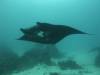 146 - Dive9-1 Manta Sandy