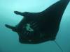 147 - Dive9-1 Manta Sandy