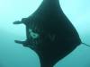 148 - Dive9-1 Manta Sandy