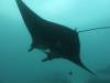 149 - Dive9-1 Manta Sandy