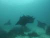 150 - Dive9-1 Manta Sandy