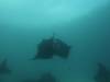 151 - Dive9-1 Manta Sandy